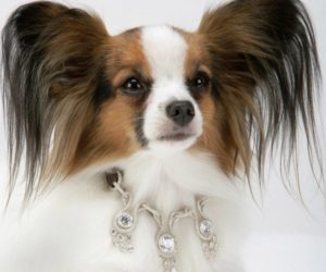most expensive dog collar