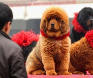 red Tibetan Mastiff