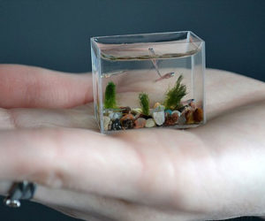 smallest aquarium
