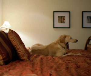 hotel room dog