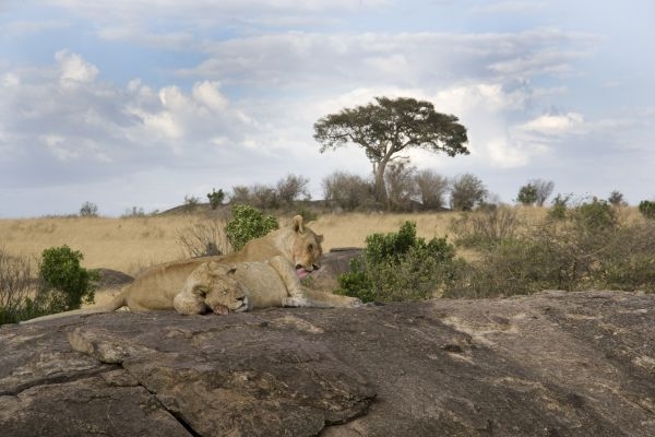 Masai Maara Kenya