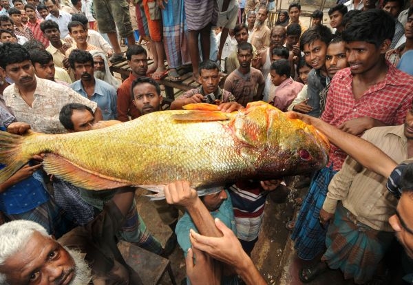 golden snapper fish