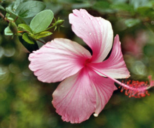 hibiskus