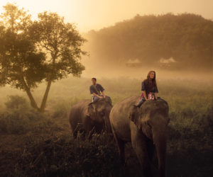 elephant rides