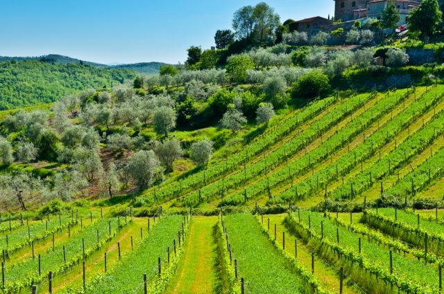 Vineyard and Olive Plantation