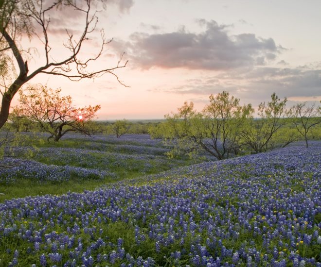 Bluebonnet fields