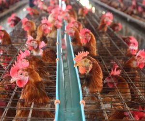 chickens clucking