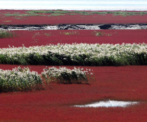 Red Beach of Panjin