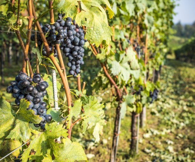 UN Hosts First Wine Tourism Conference Georgia