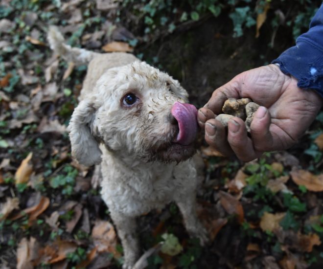Hunting Season in Italy’s Truffle Country