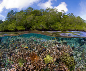 The calm, clear water in Bird's Head allows corals to grow very near the surface in this unique environment; © Burt Jones and Maurine Shimlock