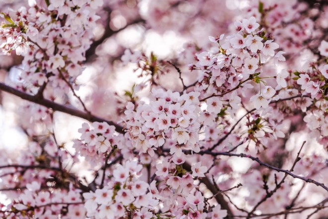 cherry blossoms in North Vancouver, Canada