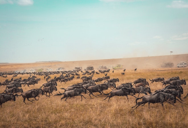 The Great Migration, Africa