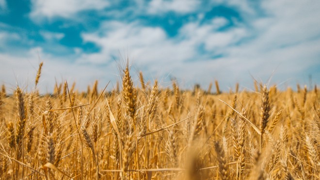 ukraine wheat