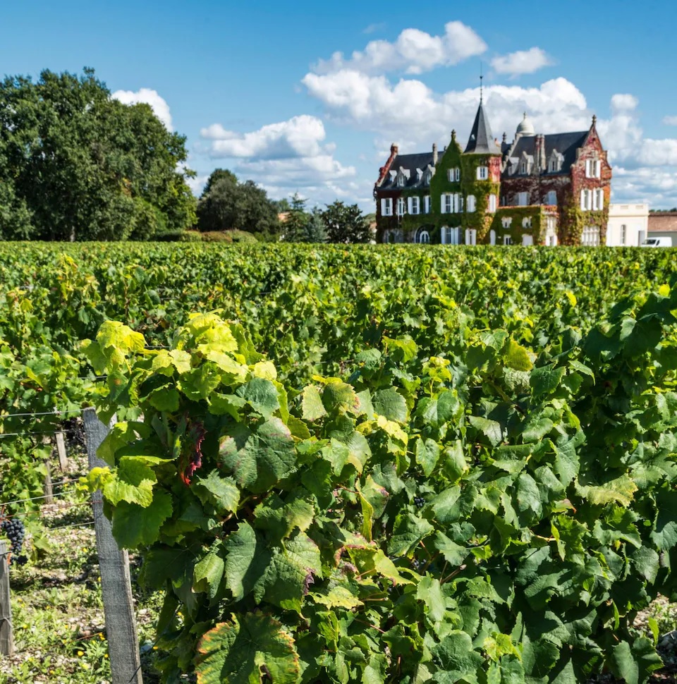 French vineyards