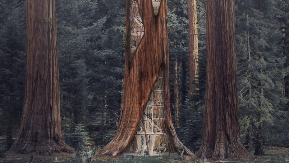 Tribute Sequoia tree living